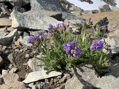 Polemonium elegans