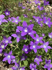 Campanula ramosissima