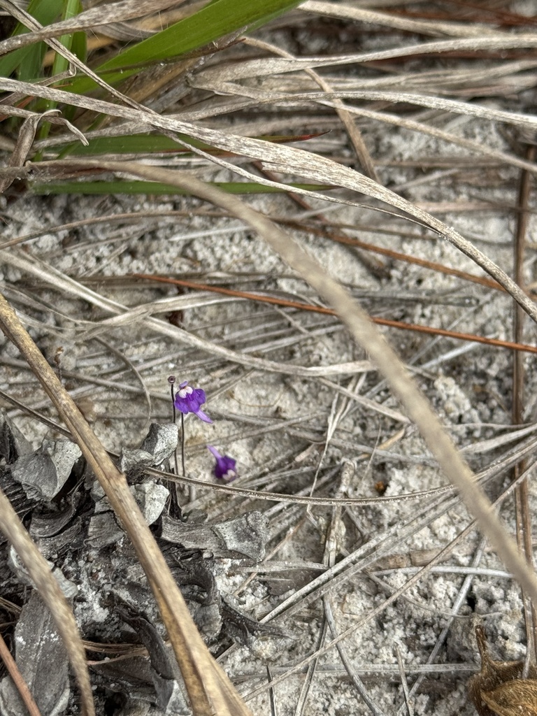 Utricularia geoffrayi Pellegr. 3