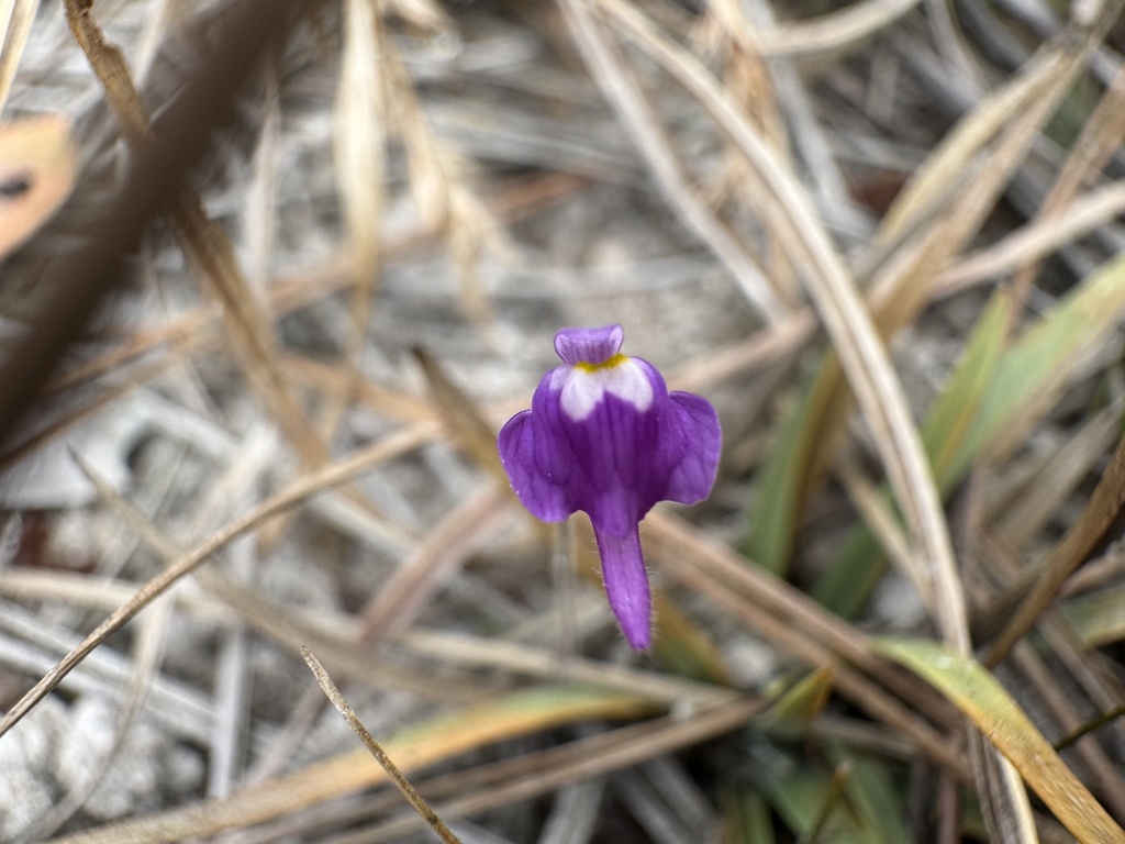 Utricularia geoffrayi Pellegr. 2