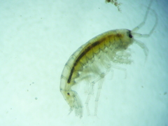 Crangonyx