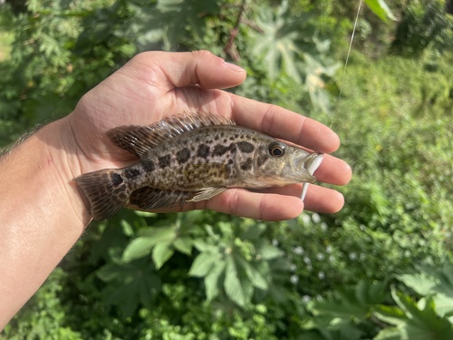 Parachromis managuensis, 2025-01-07