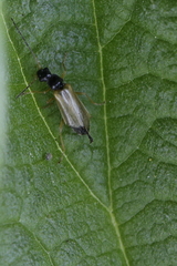 Rhagonycha lignosa