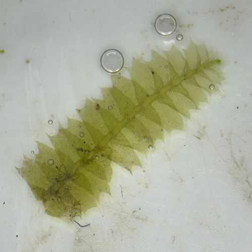 Cryptolophocolea martiana