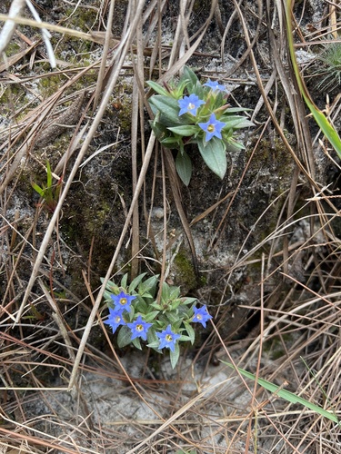 Gentiana nudicaulis, 2024-12-29