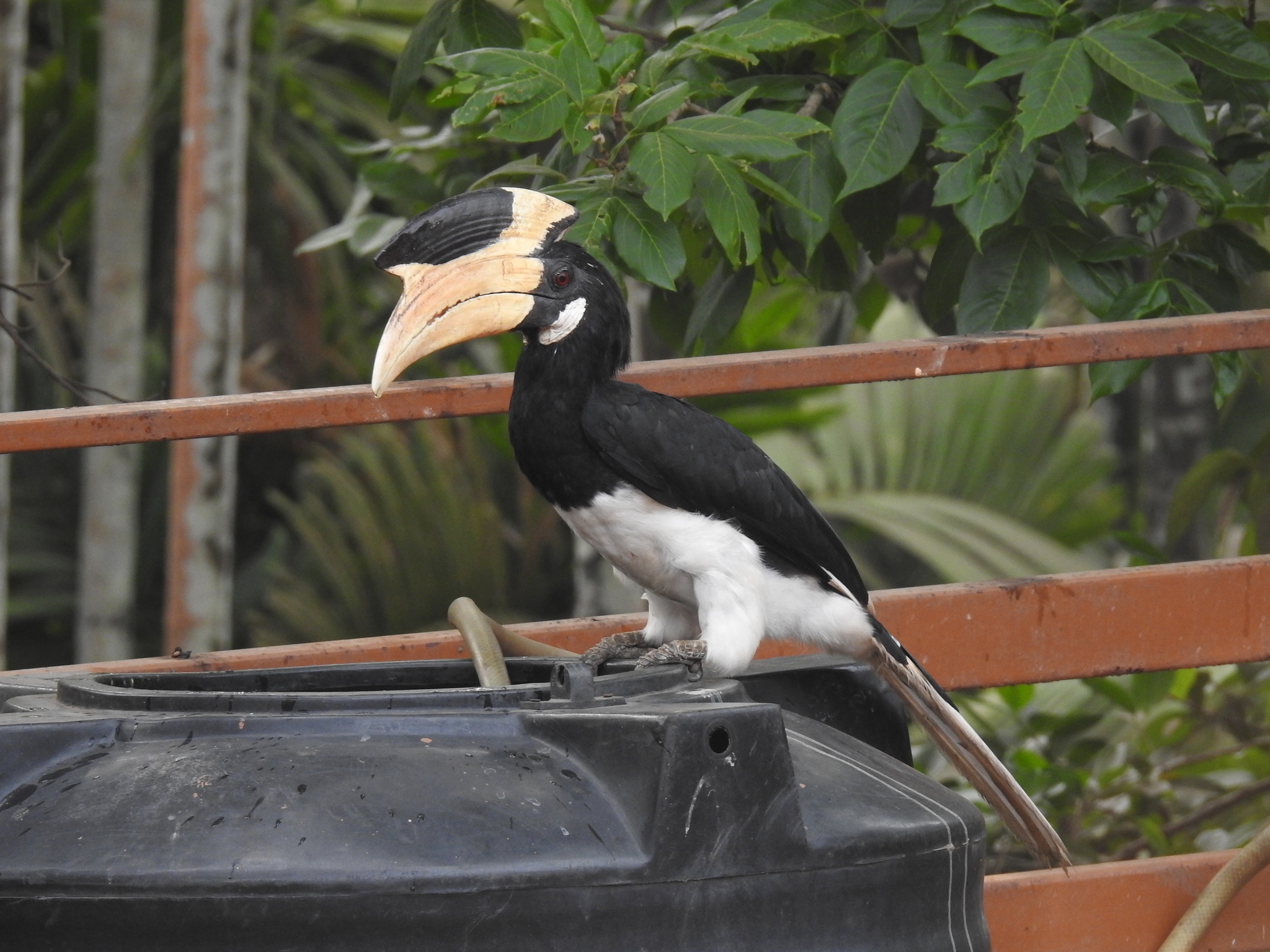 Malabar Pied-Hornbill illustration