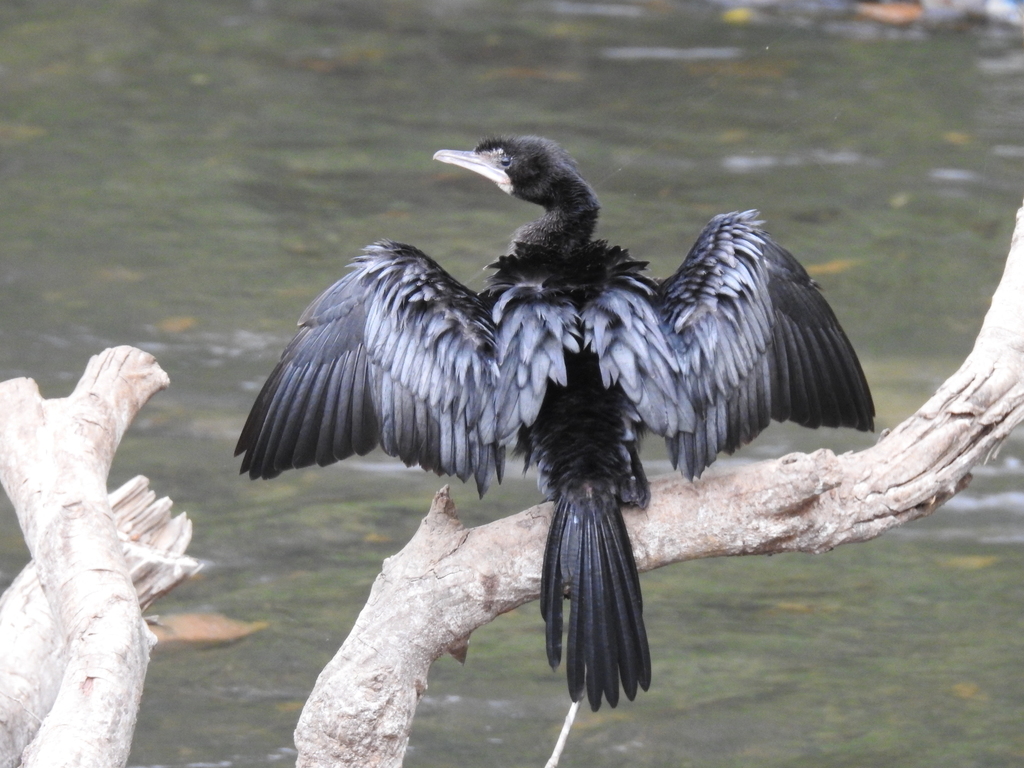 Little cormorant on a branch with its wings held open to dry