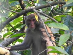 Macaca mulatta