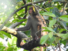 Macaca mulatta