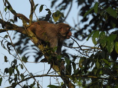 Macaca mulatta