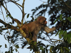 Macaca mulatta