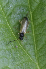 Rhagonycha lignosa