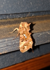Autographa corusca