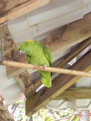 Amazona auropalliata