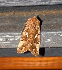 Autographa corusca