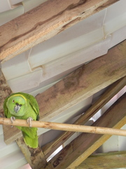 Amazona auropalliata