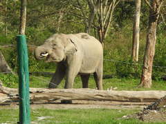 Elephas maximus indicus