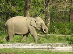 Elephas maximus indicus