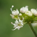 Java Water-Dropwort - Photo no rights reserved, uploaded by 葉子