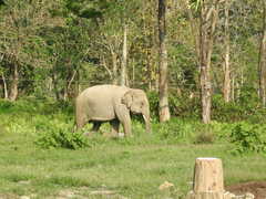 Elephas maximus indicus