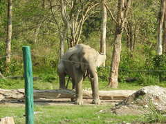 Elephas maximus indicus