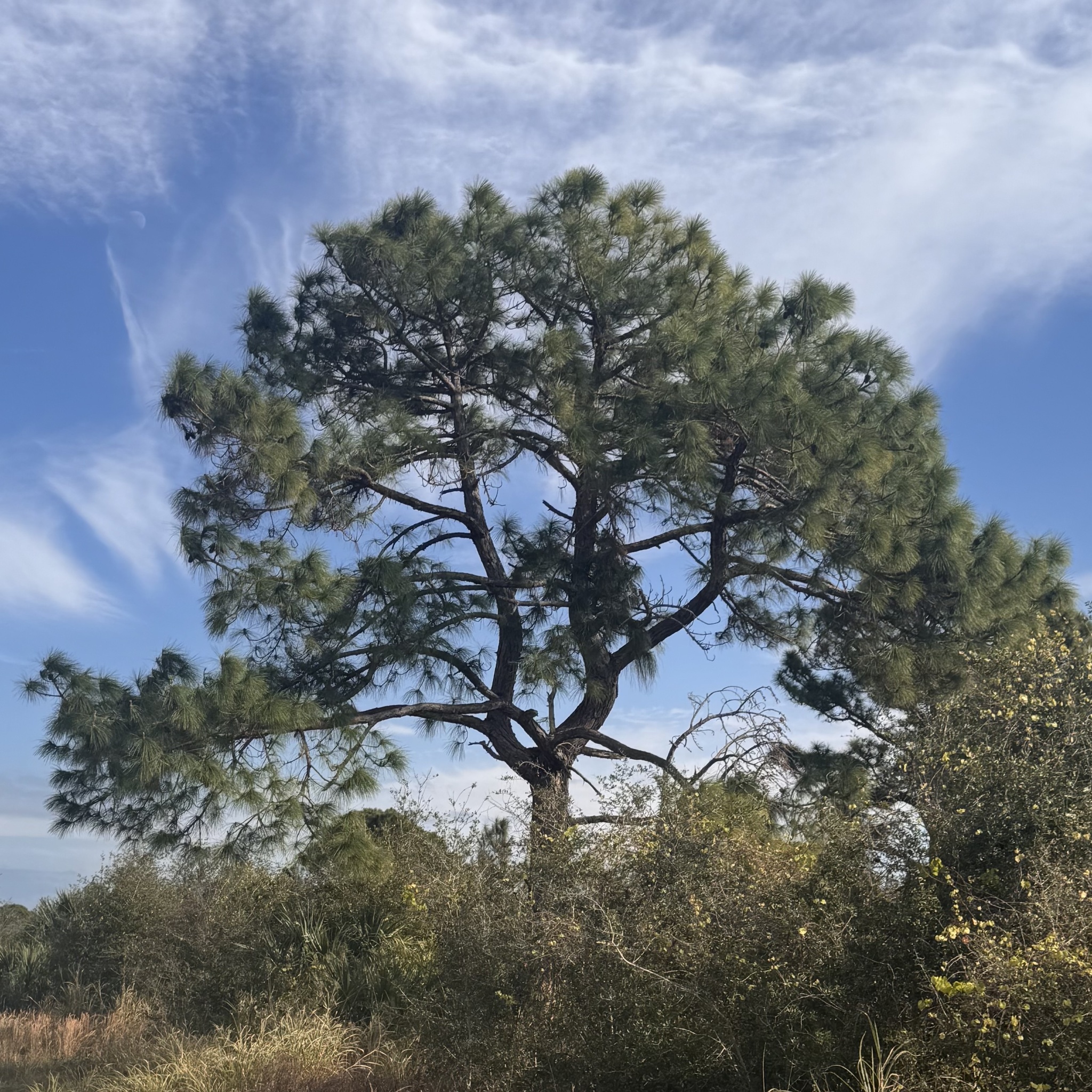 Imagem de Pinheiro-do-paraná