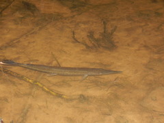 Boulengerella cuvieri