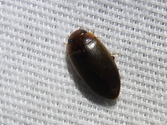 Copelatus chevrolati