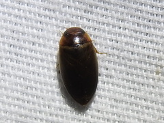 Copelatus chevrolati