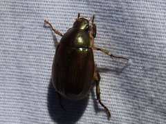 Callistethus marginatus