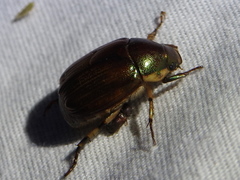 Callistethus marginatus