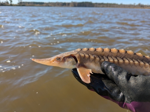Pinkster (Acipenser brevirostrum) — Acipenseridae — 2