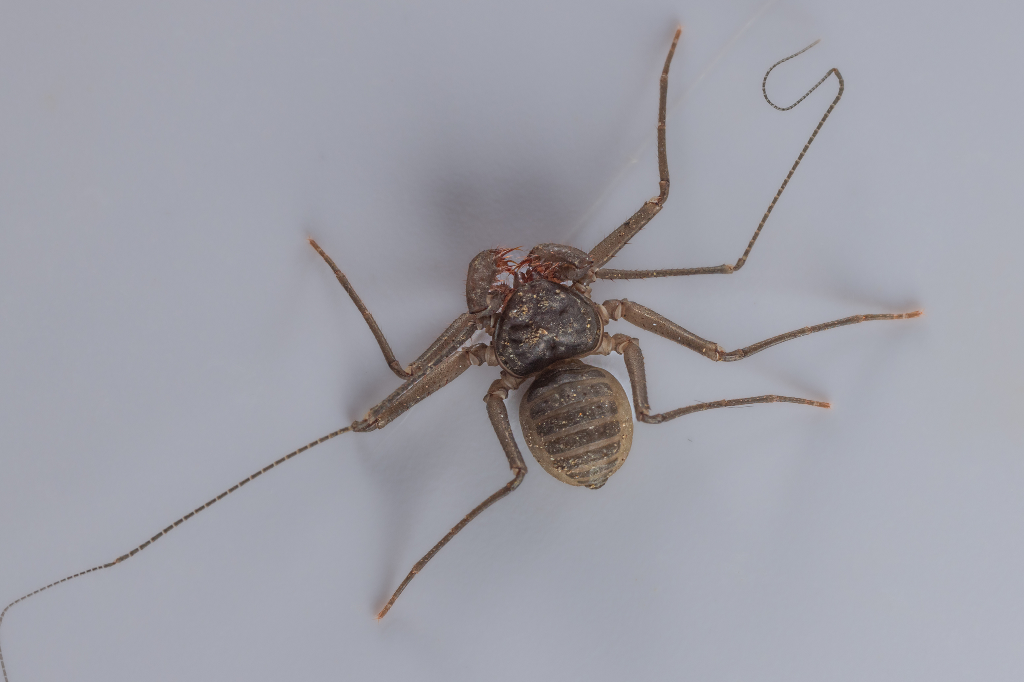 Charinus caribensis (Quintero, 1986)