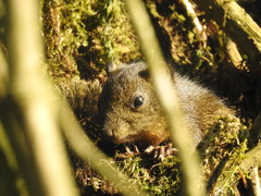 Callosciurus pygerythrus