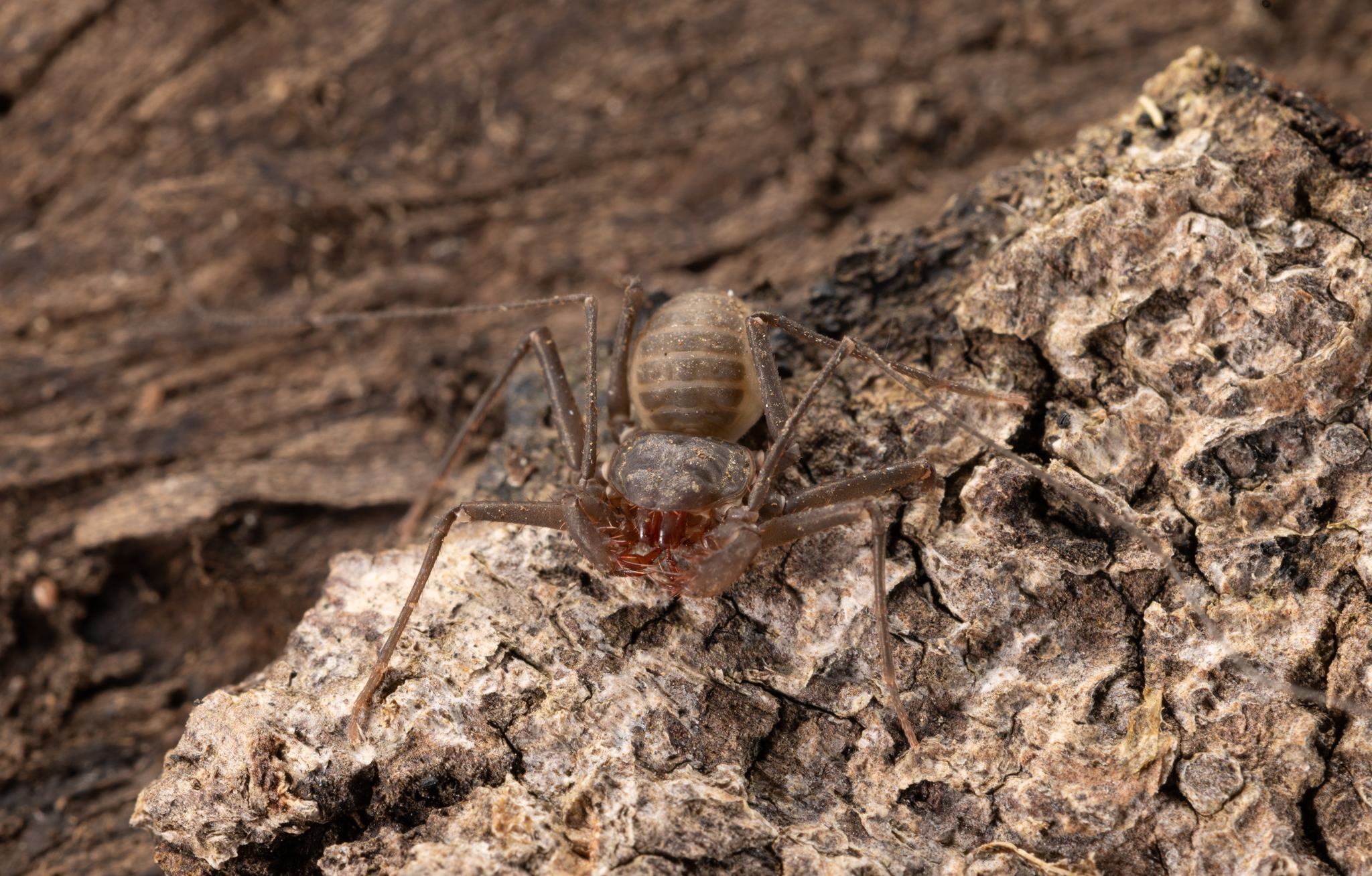 Charinus caribensis (Quintero, 1986)