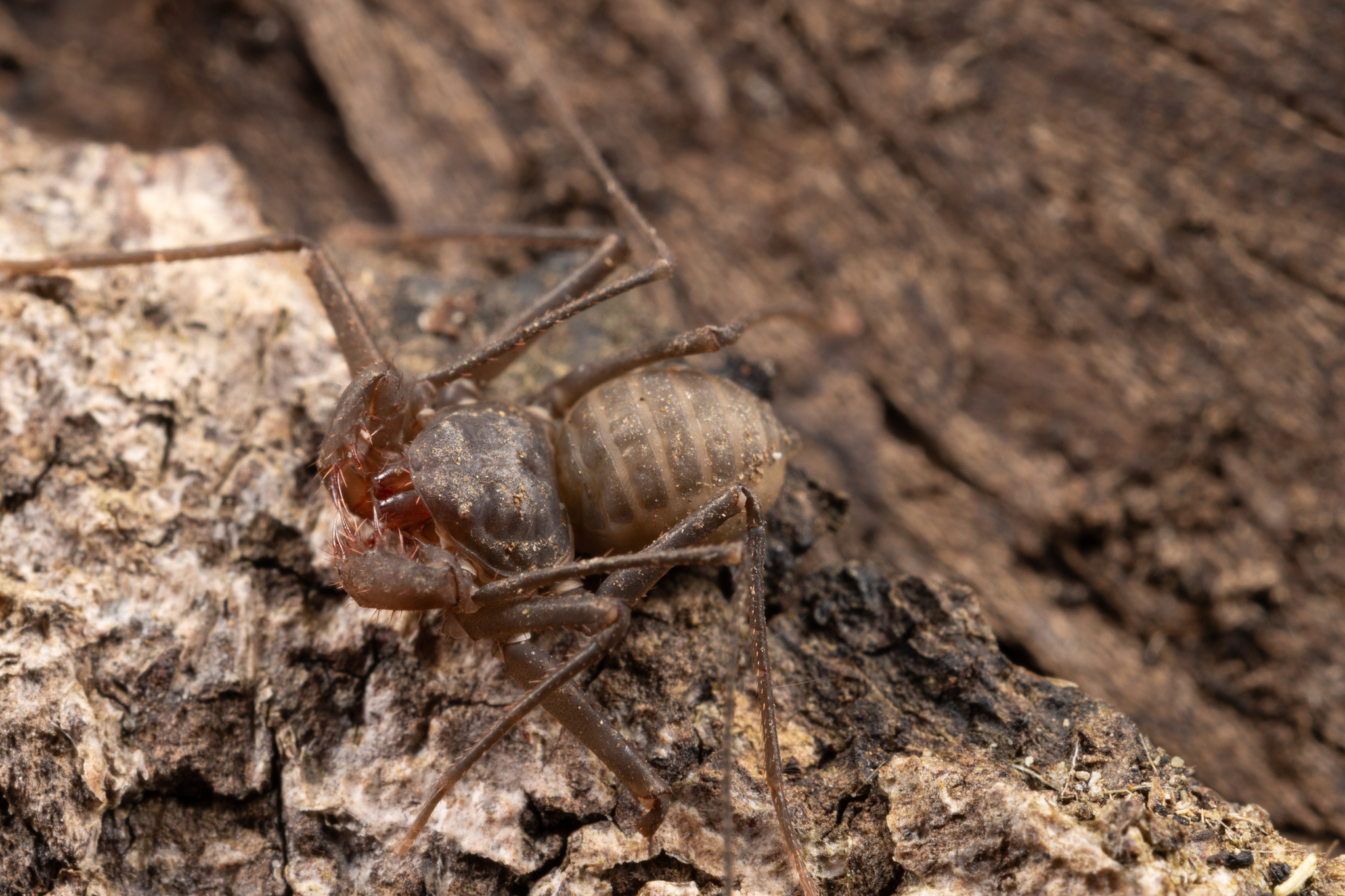 Charinus caribensis (Quintero, 1986)