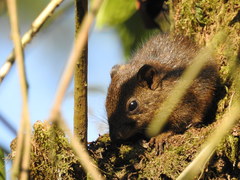 Callosciurus pygerythrus