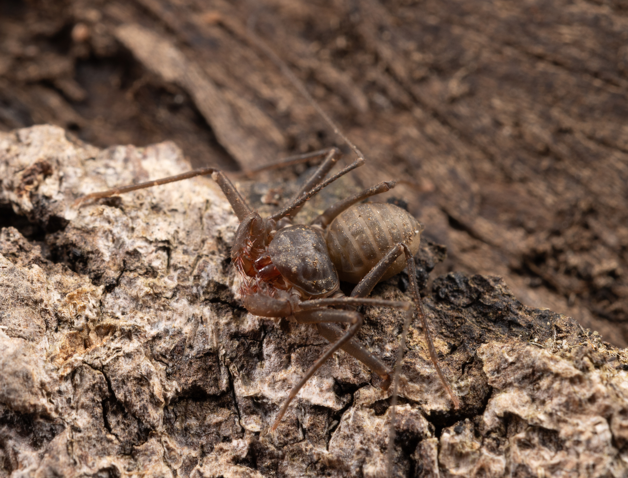 Charinus caribensis (Quintero, 1986)