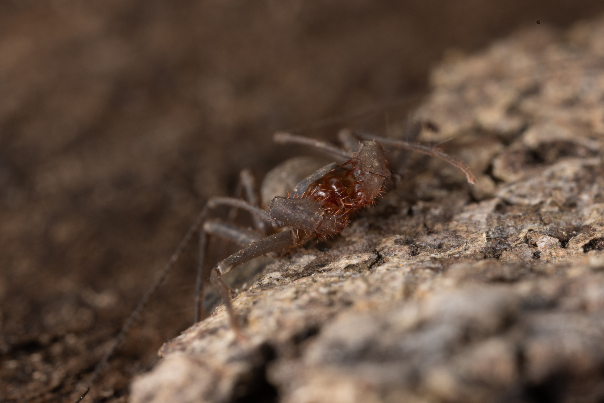 Charinus caribensis (Quintero, 1986)
