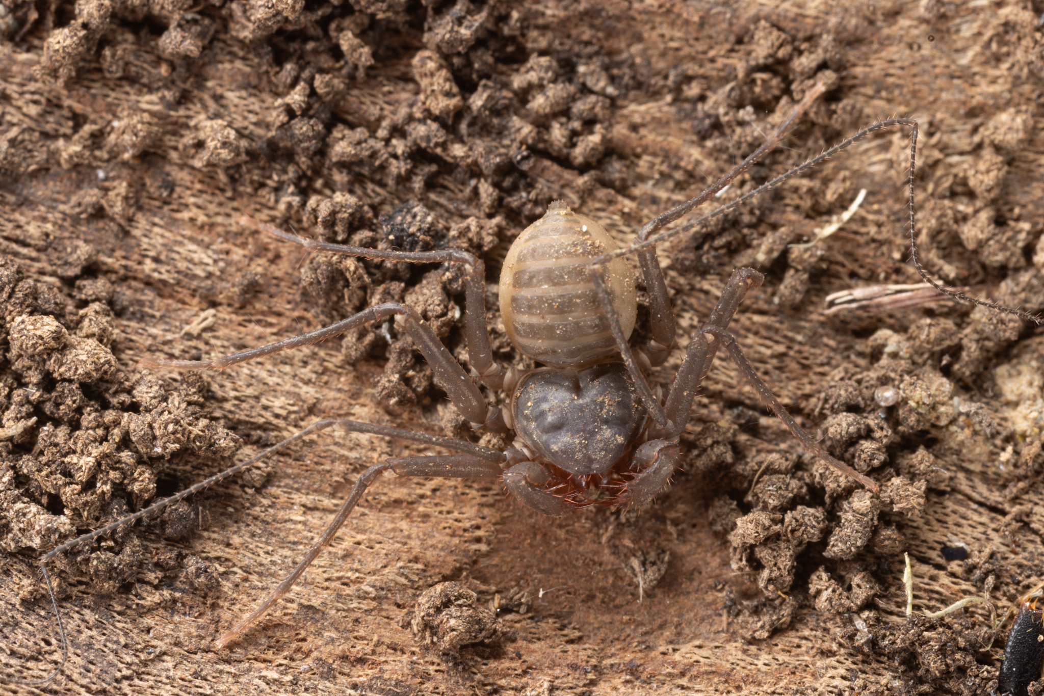 Charinus caribensis (Quintero, 1986)