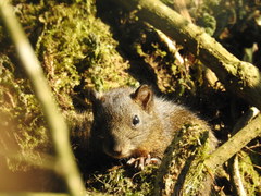 Callosciurus pygerythrus