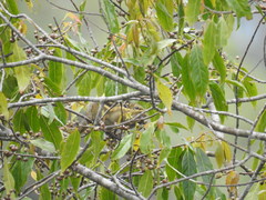 Tamiops mcclellandii