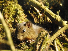 Callosciurus pygerythrus