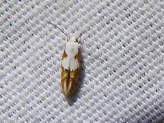 Mompha circumscriptella
