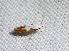 Mompha circumscriptella
