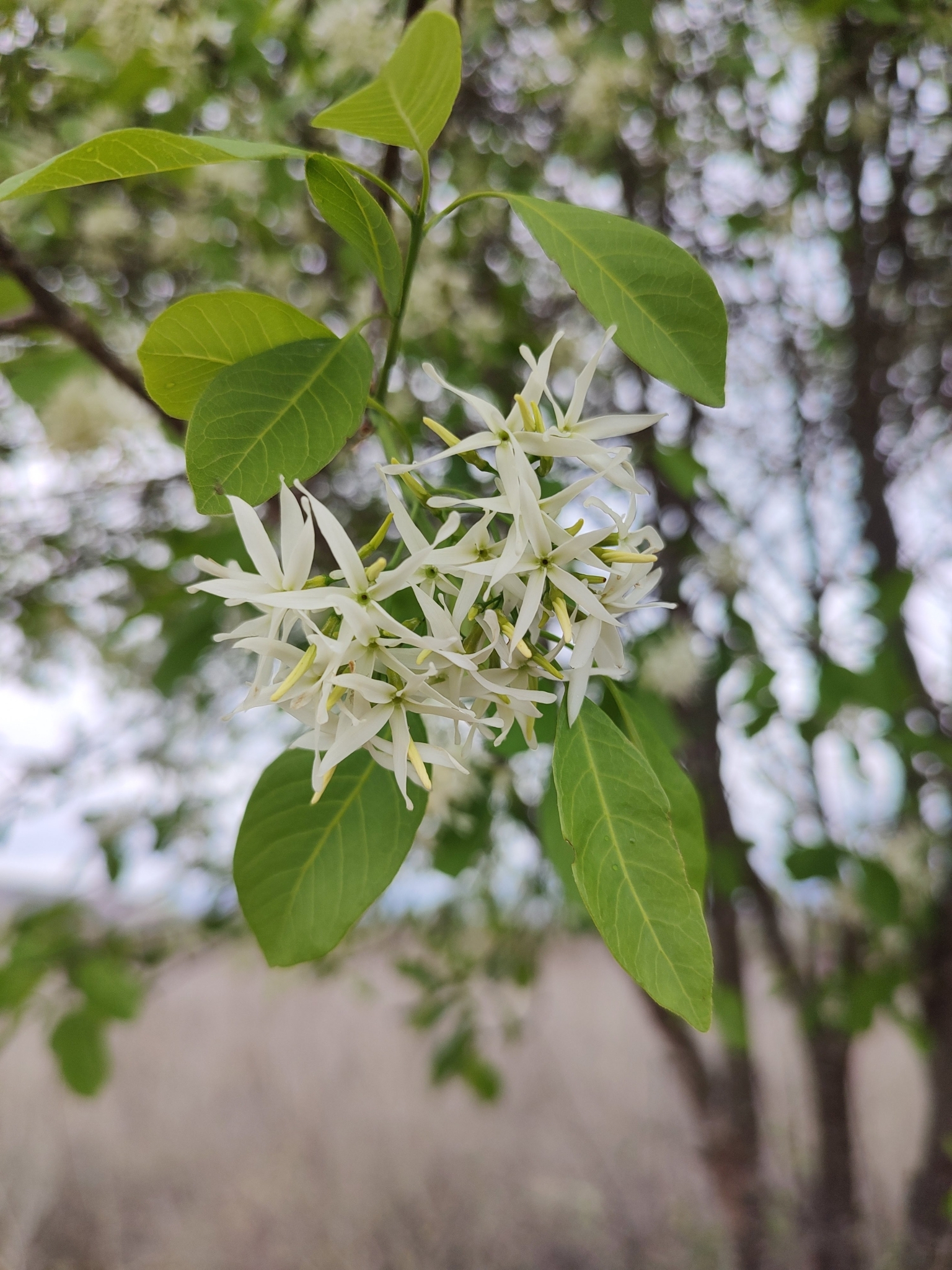 Aspidosperma pyrifolium