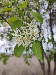 Aspidosperma pyrifolium, photograph (c) Fabricio Carvalho da Silva, some rights reserved (CC BY)