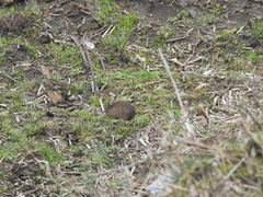 Ochotona macrotis