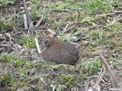 Ochotona macrotis