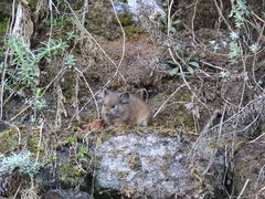 Ochotona macrotis